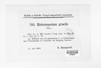 Cladosporium iridis image
